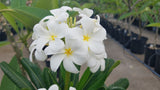 Dwarf Singapore White