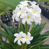 Dwarf Singapore White