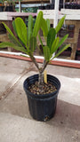 Dwarf Singapore White