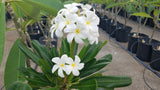 Dwarf Singapore White