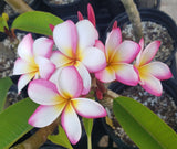 Mary Susan
