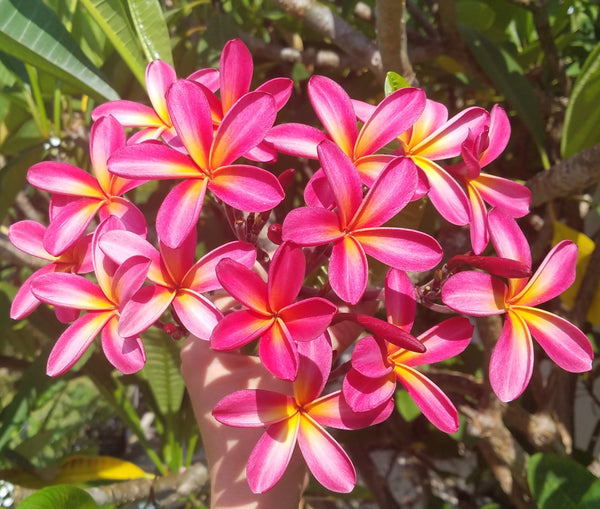 Tri-Mark - Buyplumerias.com Exclusive – BuyPlumerias.com