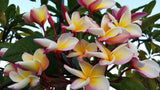Willmatt - Buyplumerias.com Exclusive