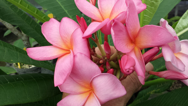 Aloha