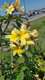 Aztec Gold - Peachy fragrance!