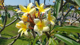 Aztec Gold - Peachy fragrance!