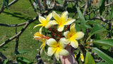 Aztec Gold - Peachy fragrance!