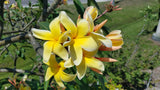 Aztec Gold - Peachy fragrance!