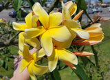 Aztec Gold - full bloom in spring 2022