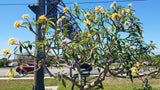 Aztec Gold entire tree in full bloom early spring. One of the first plumerias to go into bloom early each year!