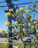 Aztec Gold example of how each tip presents its blooms