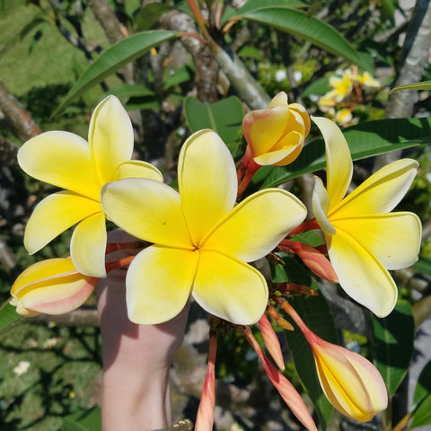 Intense lemon-yellow color petals on Aztec Gold tree