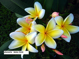 Aztec Gold - Peachy fragrance!