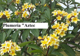 Aztec Gold - Peachy fragrance!