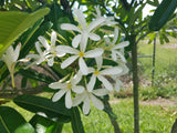 Bahamaensis