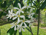 Bahamaensis