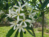 Bahamaensis