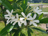 Bahamaensis