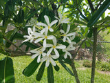 Bahamaensis