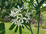 Bahamaensis