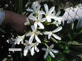 Bahamaensis