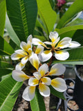 Bali Whirl