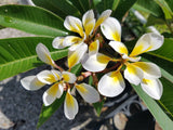 Bali Whirl