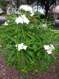 Bridal's Bouquet (Plumeria pudica)