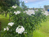 Bridal's Bouquet (Plumeria pudica)