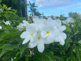 Bridal's Bouquet (Plumeria pudica)