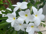 Bridal's Bouquet (Plumeria pudica)