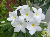 Bridal's Bouquet (Plumeria pudica)