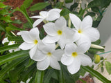 Bridal's Bouquet (Plumeria pudica)