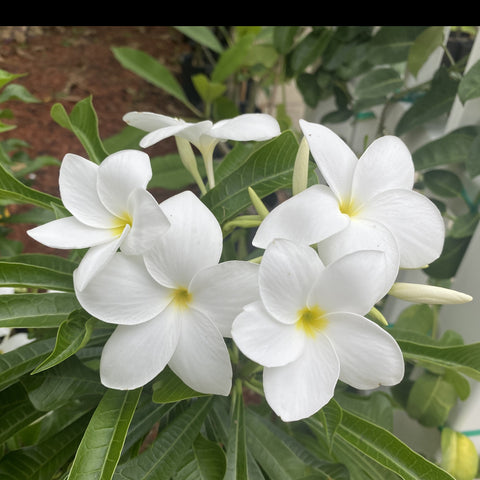 Bridal's Bouquet (Plumeria pudica)
