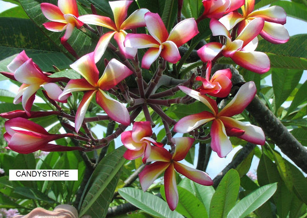 Candystripe – BuyPlumerias.com