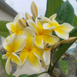 Celadine