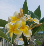 Celadine