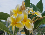 Celadine