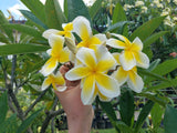 Celadine