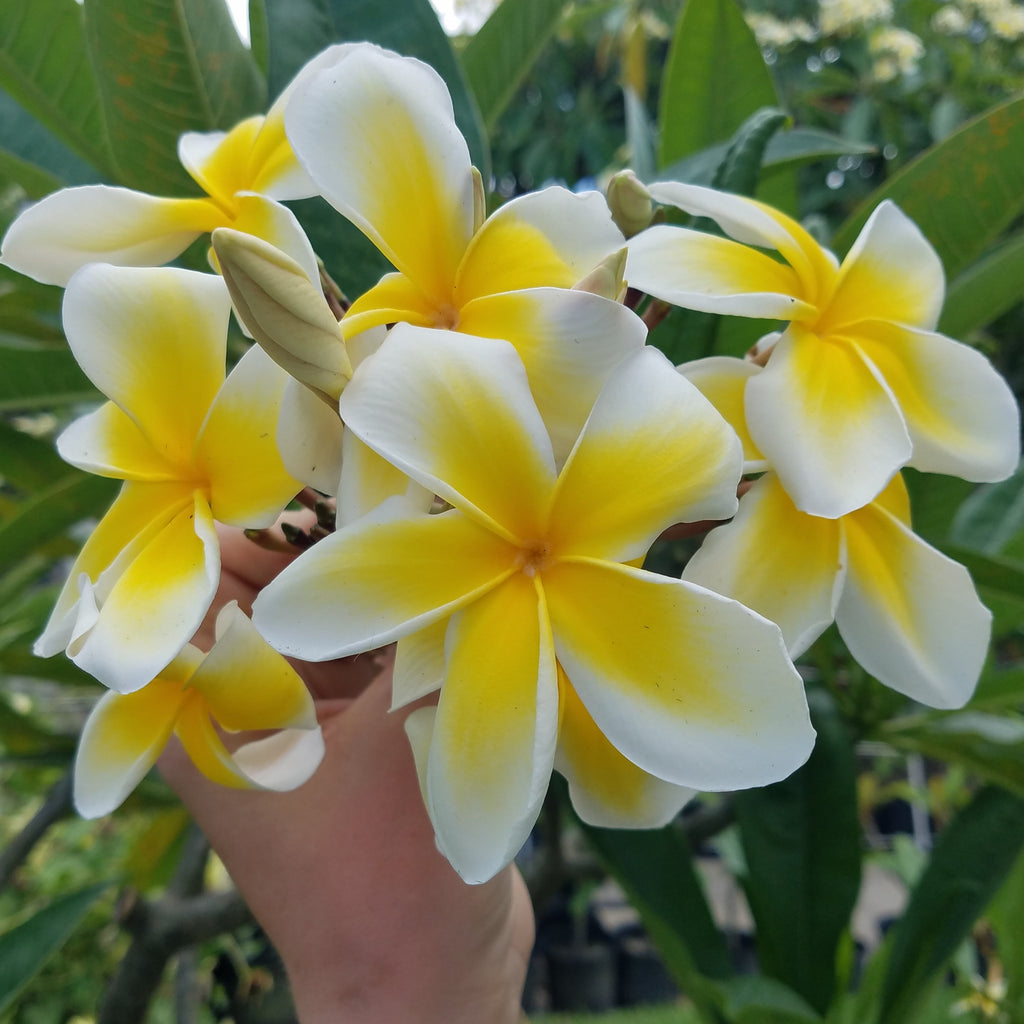 Celadine