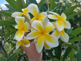 Celadine