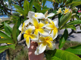 Celadine