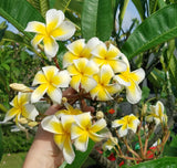 Celadine