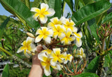 Celadine