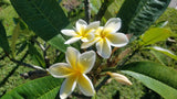 Celadine