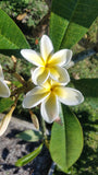 Celadine