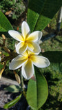Celadine