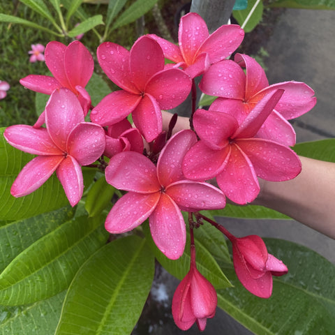 Cerise