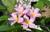 Courtade Pink - Huge flower! Sweet Scent!