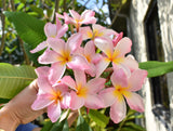Courtade Pink - Huge flower! Sweet Scent!